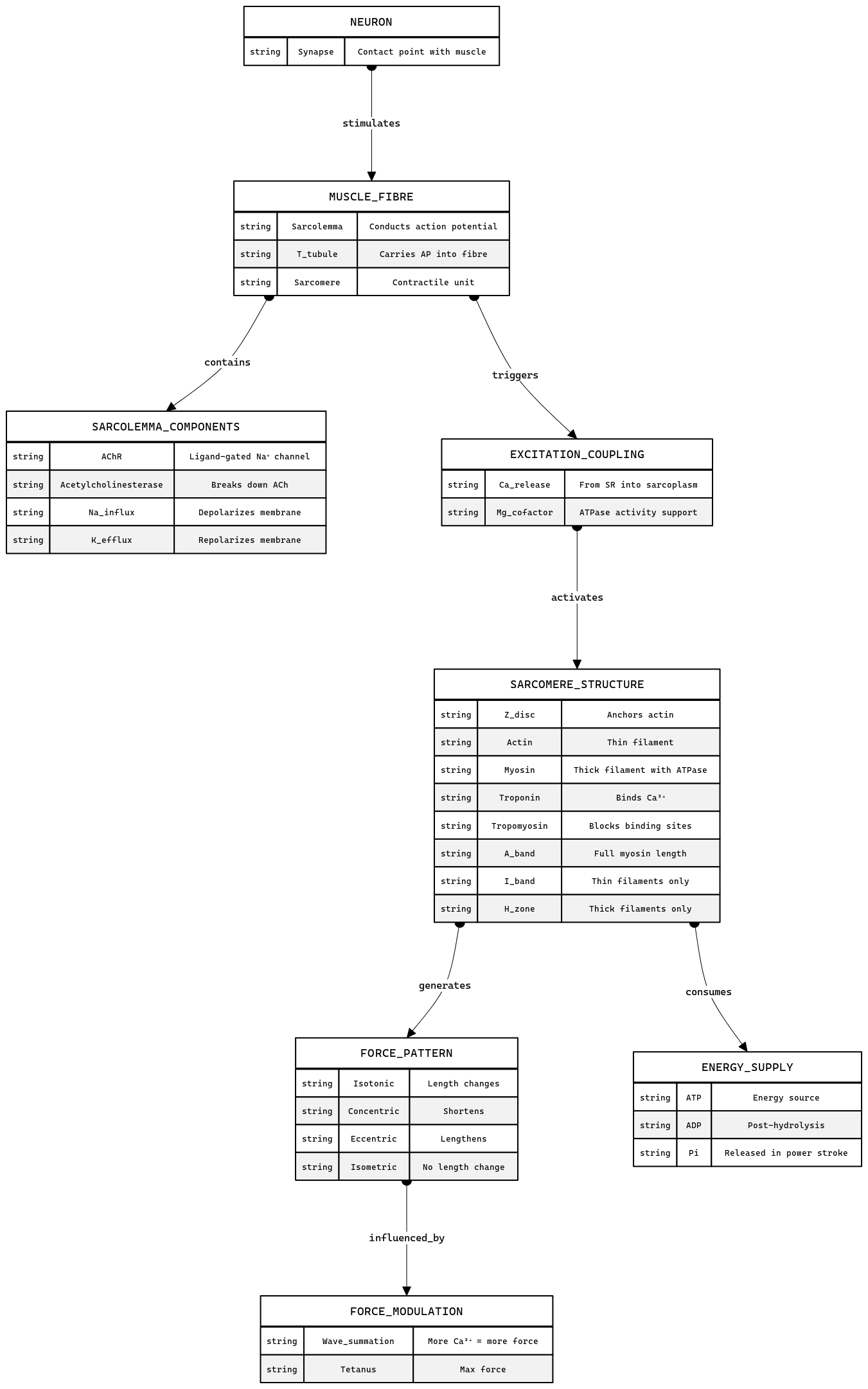 Muscle Contraction - Entity Relationships | Blocks And Arrows