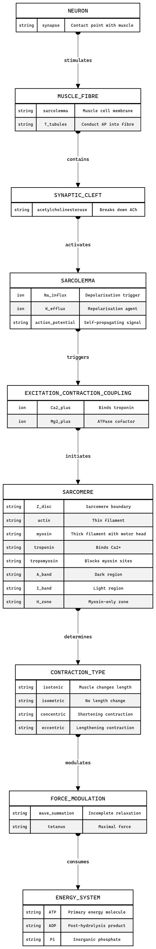 Muscle Contraction System – Entity Relationship | Blocks And Arrows
