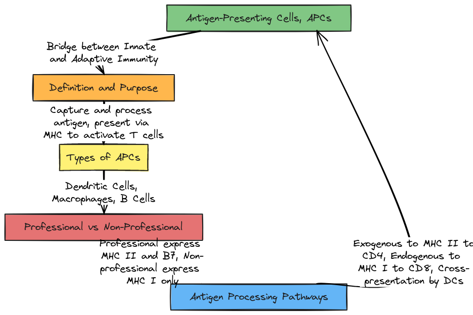 Antigen-Presenting Cells, APCs — Overview | Blocks And Arrows