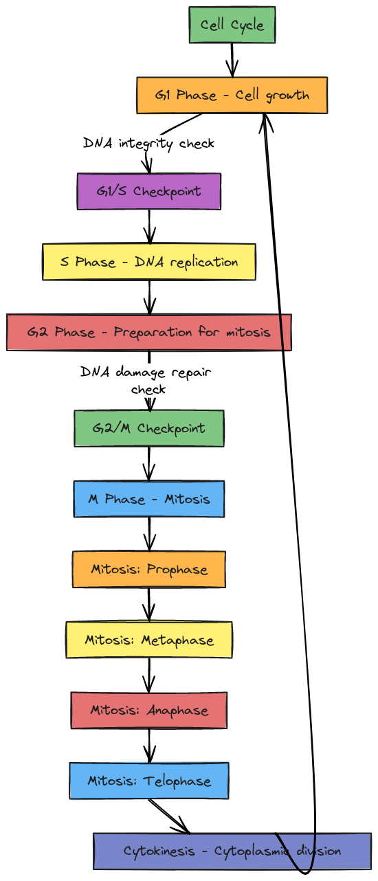 Detailed Cell Cycle Flowchart | Blocks And Arrows