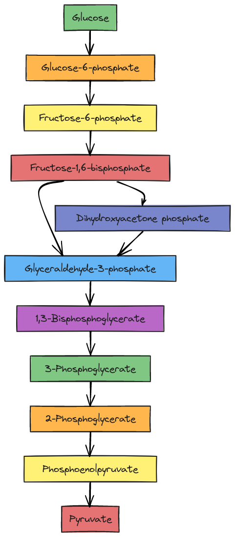 Glycolysis Pathway Flowchart | Blocks And Arrows