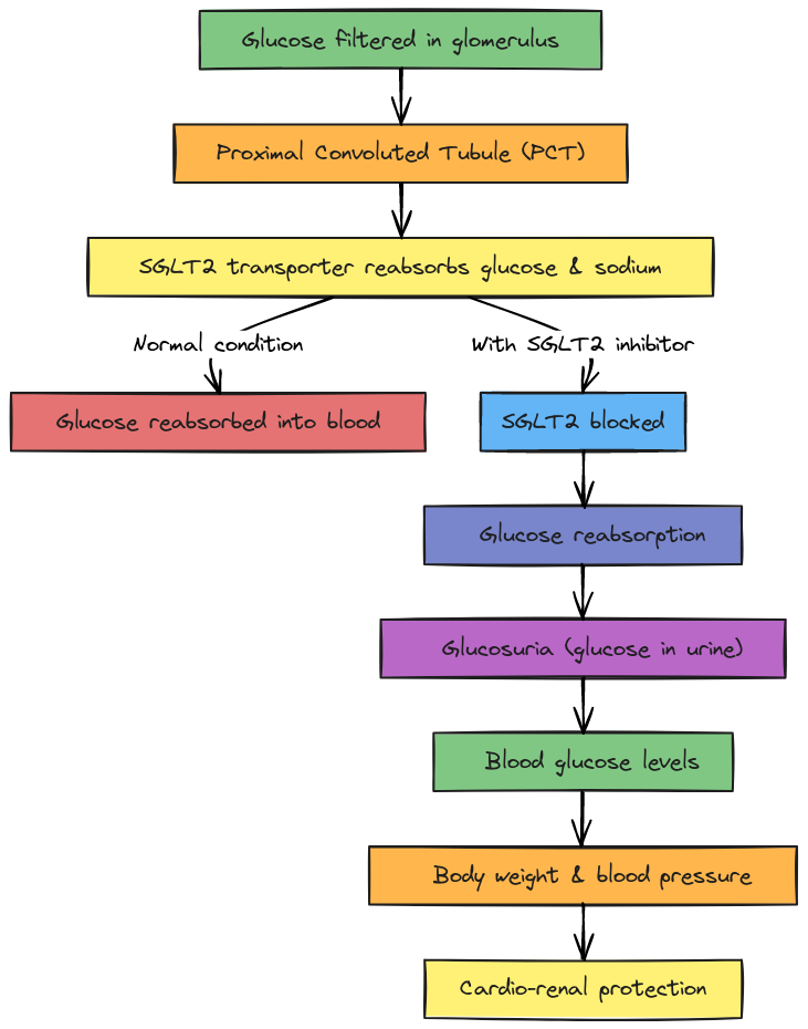 SGLT2 Inhibitors Mechanism of Action | Blocks And Arrows